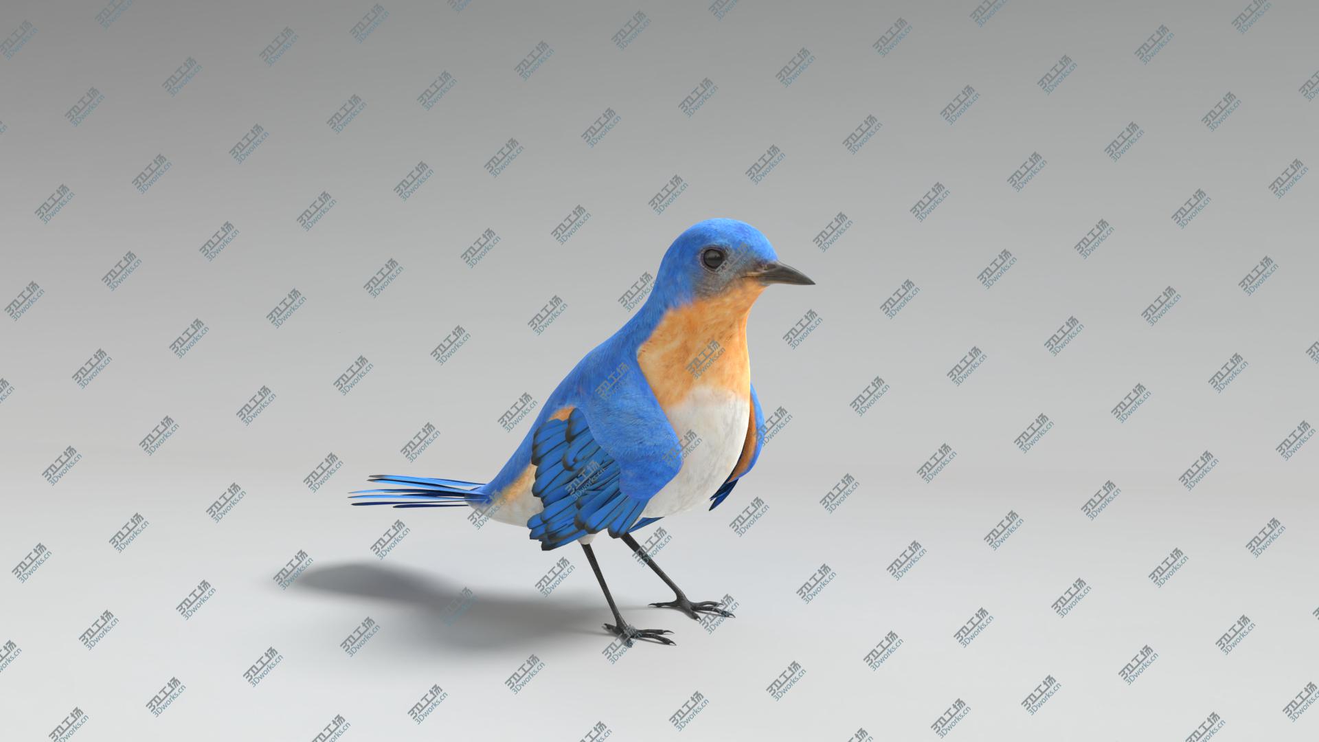 images/goods_img/202104021/3D Bluebird Animated model/5.jpg